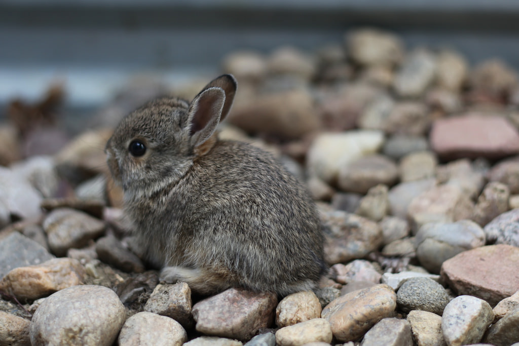 Cuddly Cat Lady – Dwarf rabbits and how to take care of them
